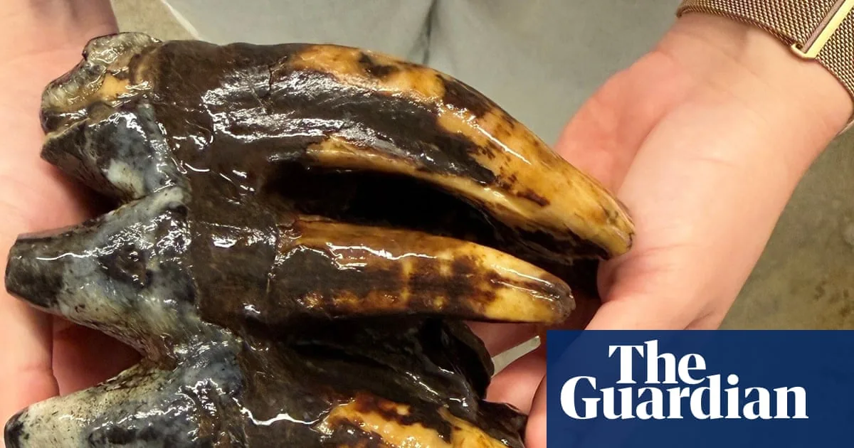 Mastodon tooth fossil pictured in coverage of the San Mateo County discovery.