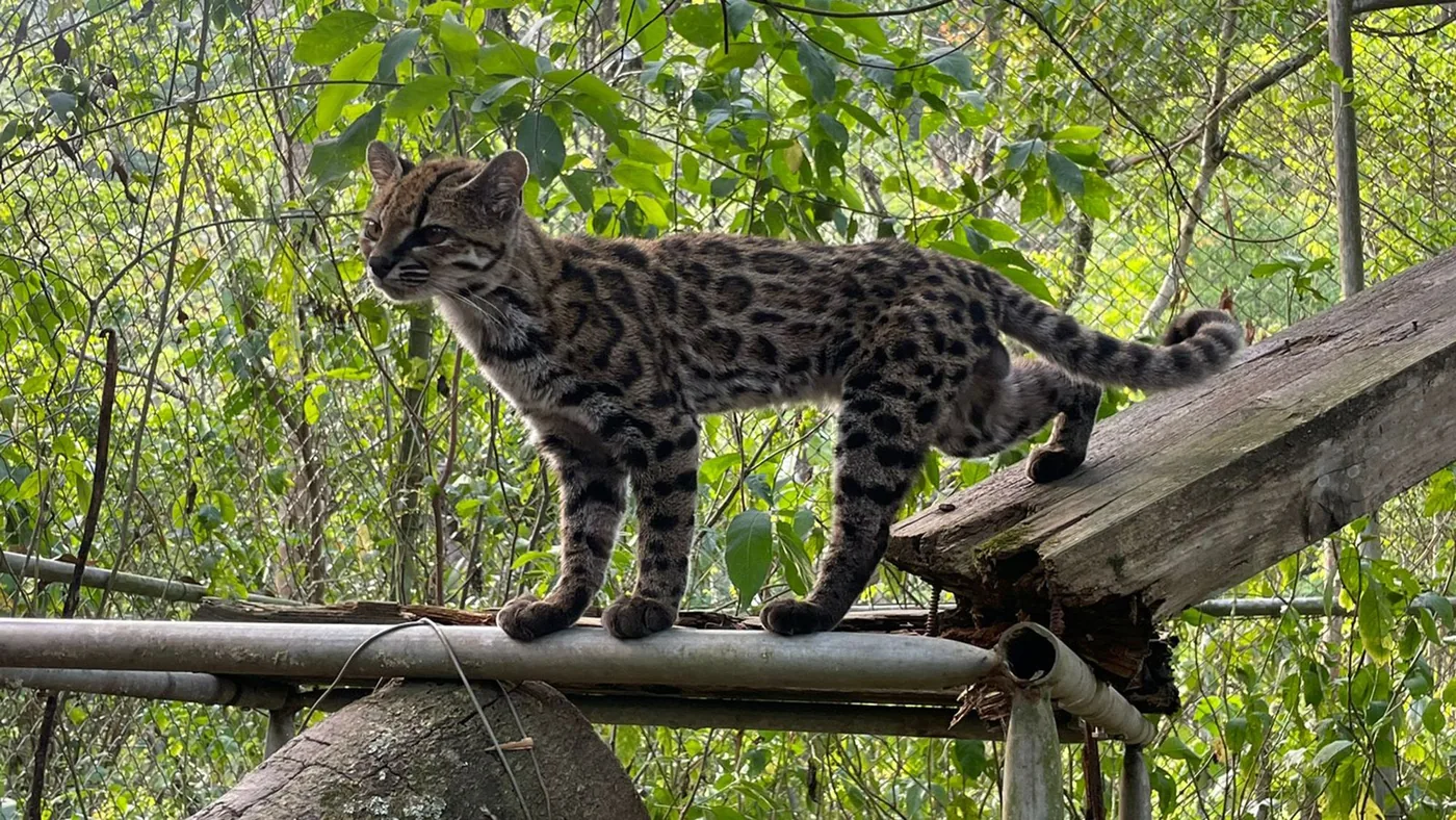 Living specimen of the new cat species at the Senda Verde Wildlife Sanctuary.
