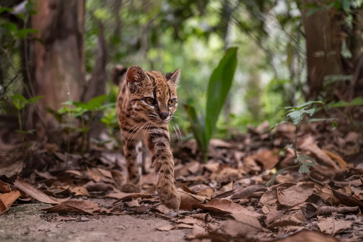 A small wild cat representing the new cat species described in South American cloud forests.