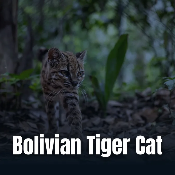 Leopardus tilcayo tiger cat specimen documented in Bolivia.