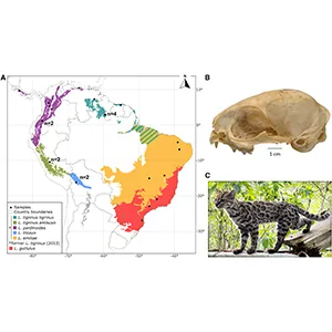 Sample localities map and skull analysis from the South American tiger cat genomic study.
