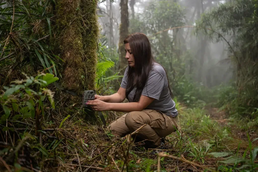 Researcher Paola Nogales-Ascarrunz installing camera traps in the Bolivian forest.