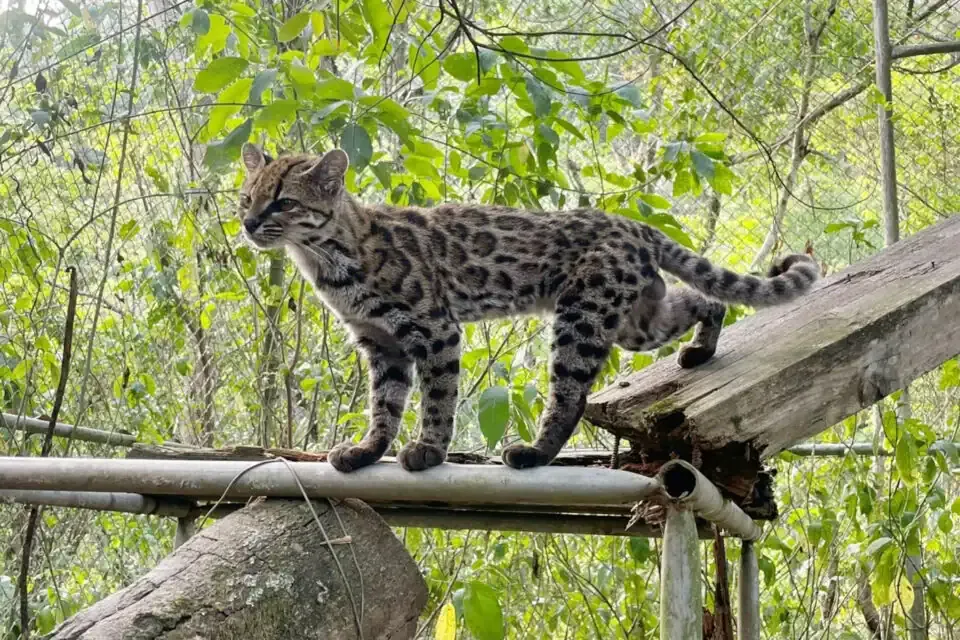 A captive tilcayo wildcat named Tigrino living at La Senda Verde Animal Refuge in Bolivia.