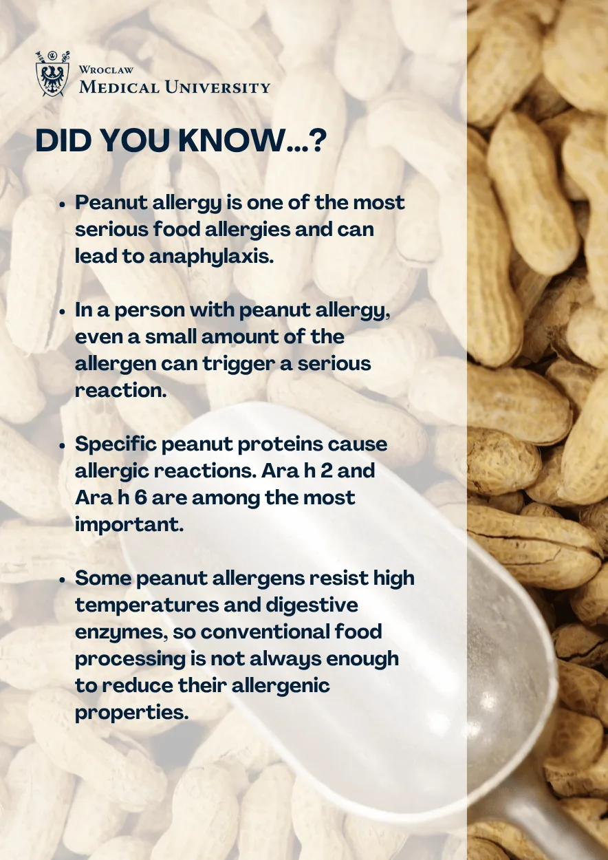 Educational diagram outlining peanut allergens and immune response mechanisms from Wroclaw Medical University.