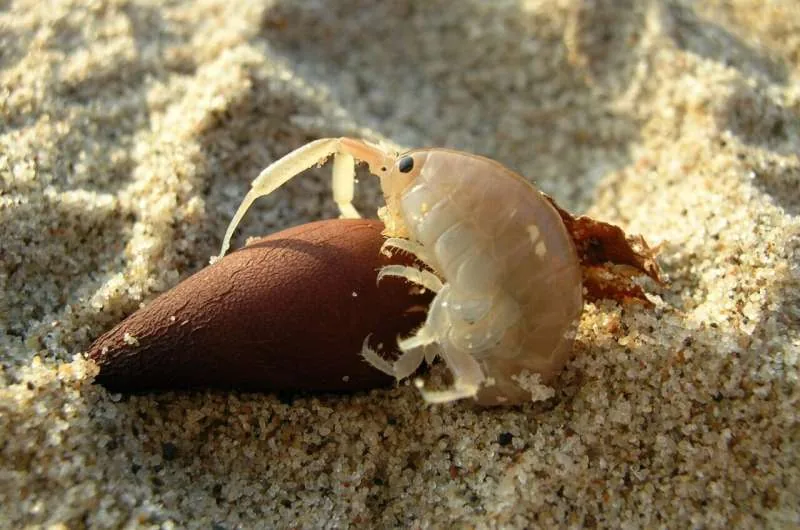 Sand hoppers of the species Megalorchestia corniculata documented during coastal field surveys.