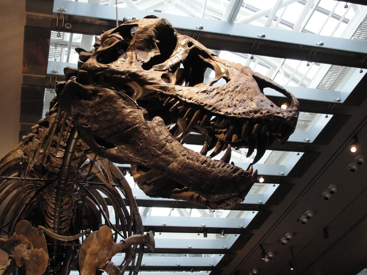 Fossil specimen used to measure Tyrannosaurus rex body temperature at the Natural History Museum of Los Angeles County.