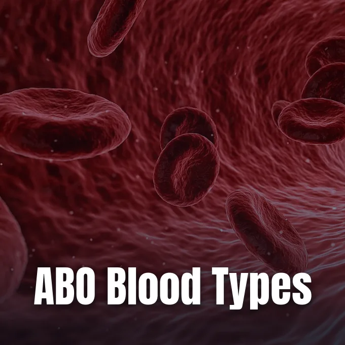 Three-dimensional rendering showing red blood cells flowing through a blood vessel.