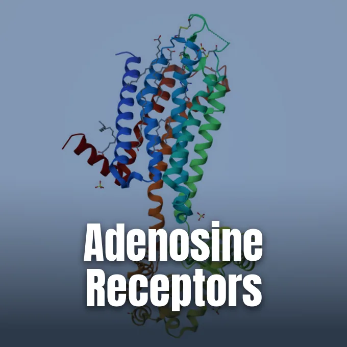 A ribbon diagram showing the three-dimensional crystal structure of an adenosine receptor protein.