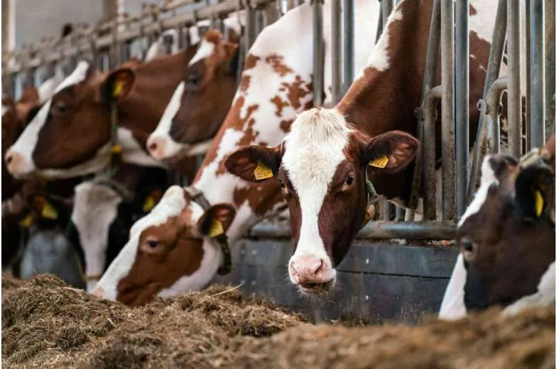 Dairy cows feeding through a wooden fence barrier