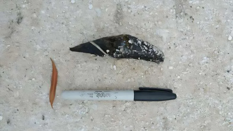 A Tasmanian devil scat specimen beside a permanent marker