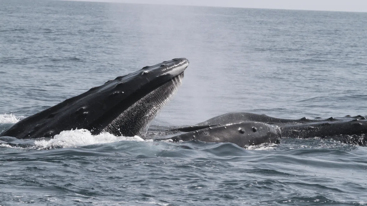 Arabian Sea humpback whales surfacing in tropical waters where the isolated population feeds and breeds year-round.