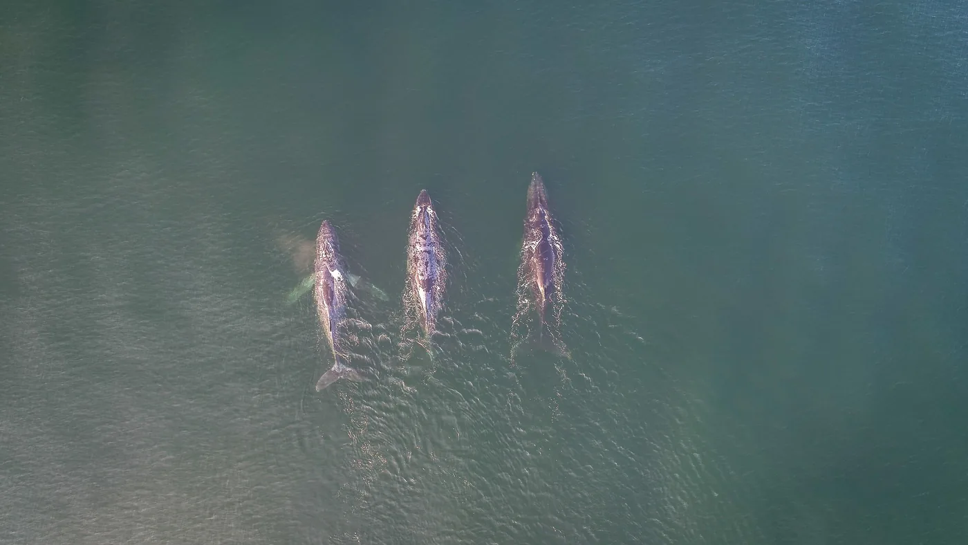 Drone observation of three Arabian Sea humpback whales swimming together during the breeding season in the Gulf of Masirah.