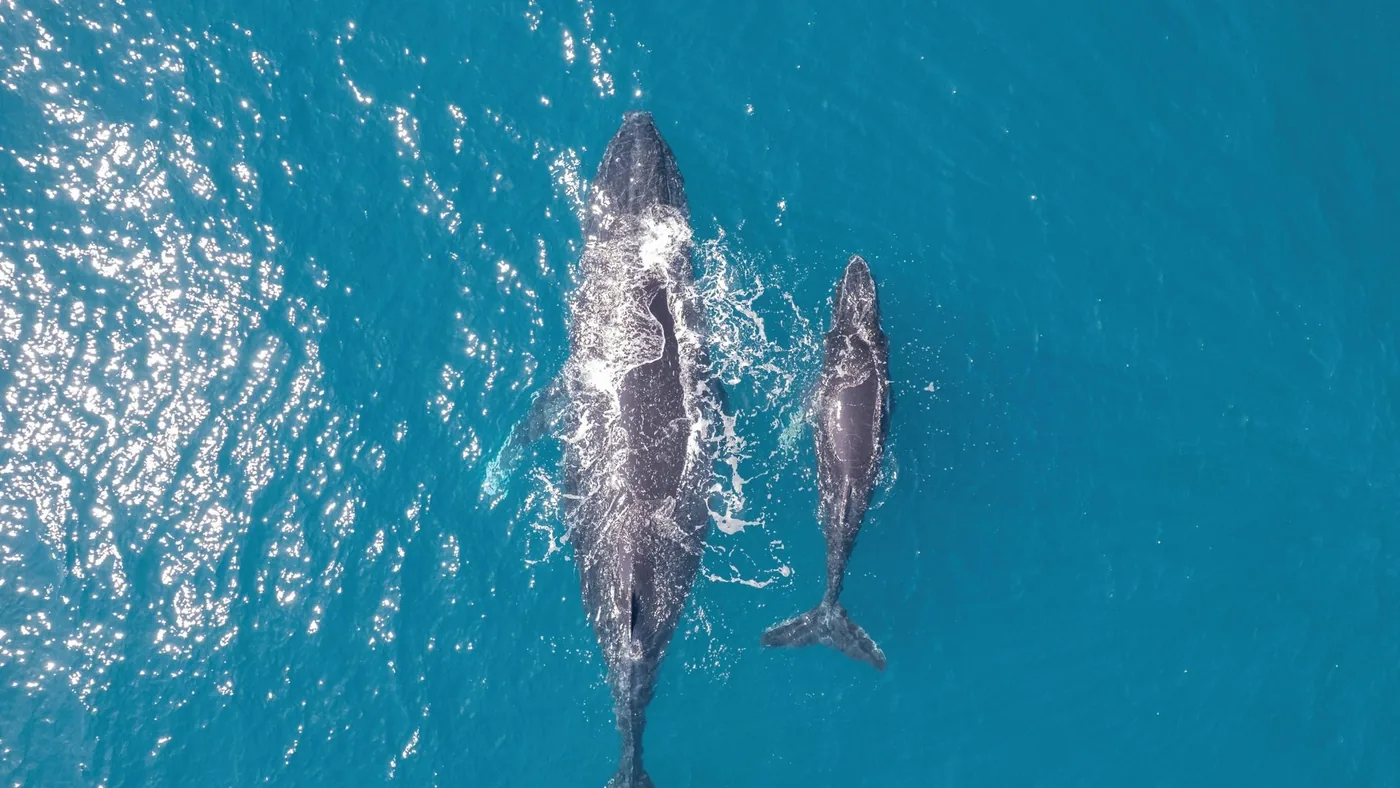 An Arabian Sea humpback whale navigating coastal waters off Oman where researchers collected genetic tissue samples.