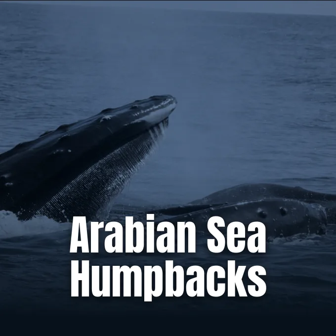 Arabian Sea humpback whales swimming off the coast of Oman in the northern Indian Ocean.