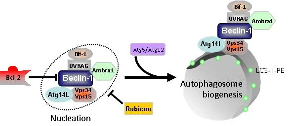 Autophagy Recycles Cellular Waste and Sustains Healthy Tissues — autophagy.lu image