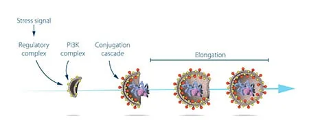 Diagram showing protein cascades during the stages of autophagosome membrane formation in autophagy.