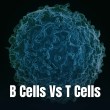A detailed scanning electron micrograph depicting the textured surface of a human lymphocyte cell.