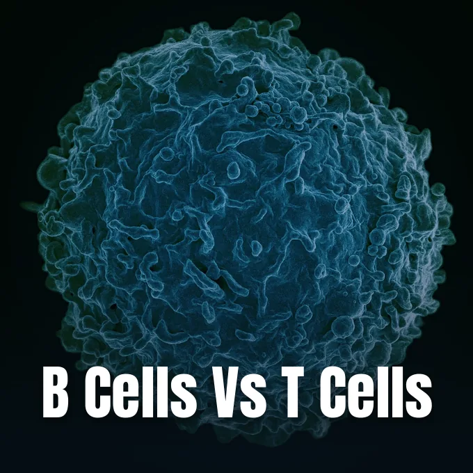 A detailed scanning electron micrograph depicting the textured surface of a human lymphocyte cell.