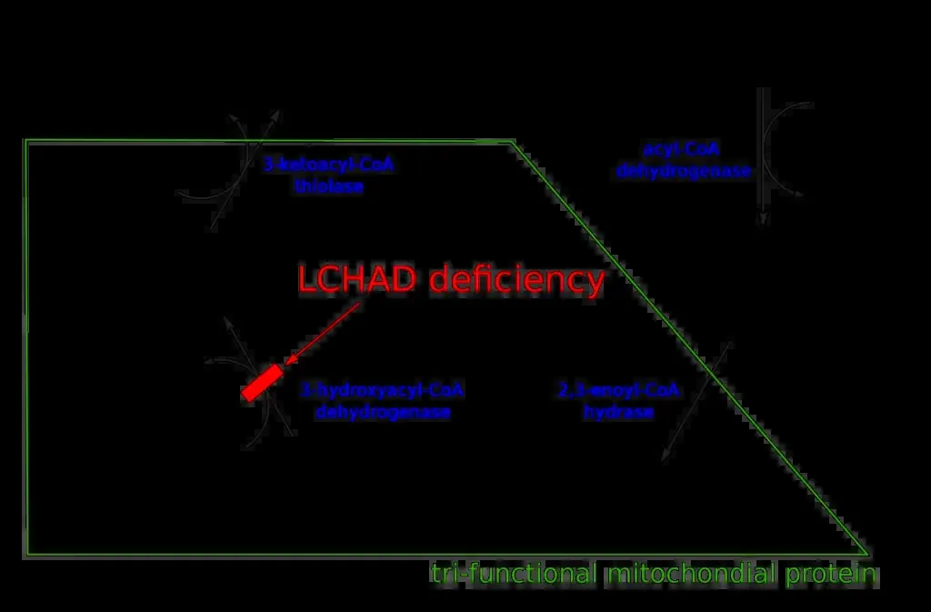 Schematic demonstrating the mitochondrial beta oxidation pathway