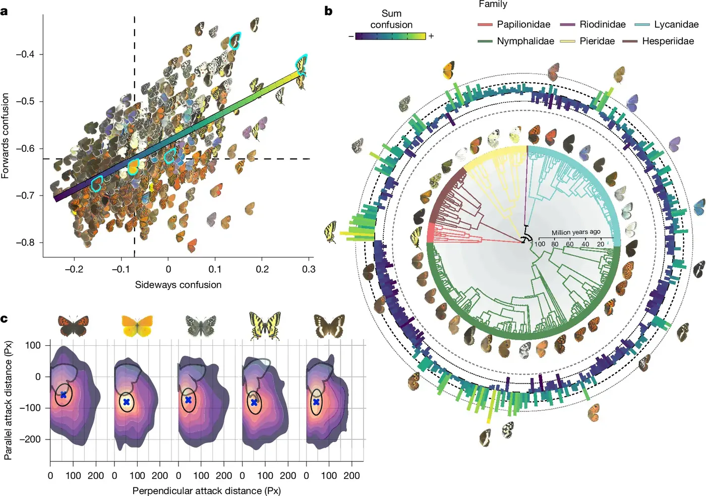 Phylogenetic tree and motion confusion data showing butterfly optical illusions across European species.