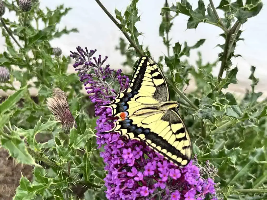 European swallowtail specimen studied for wing patterns and butterfly optical illusions.