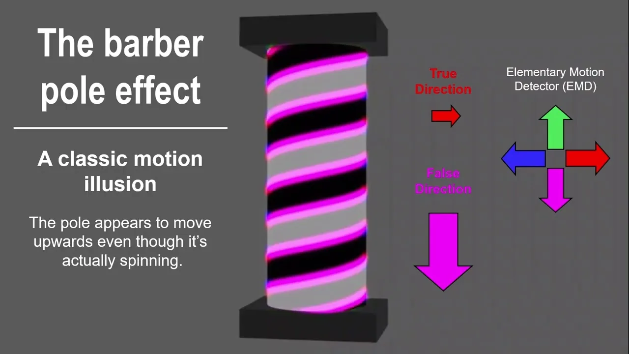 The barber-pole illusion illustrating principles behind butterfly optical illusions during flight.