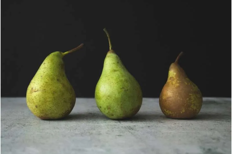 Pear representing lower body fat distribution patterns in human anatomy