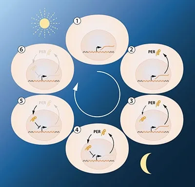 Simplified illustration of the feedback regulation of the period gene.