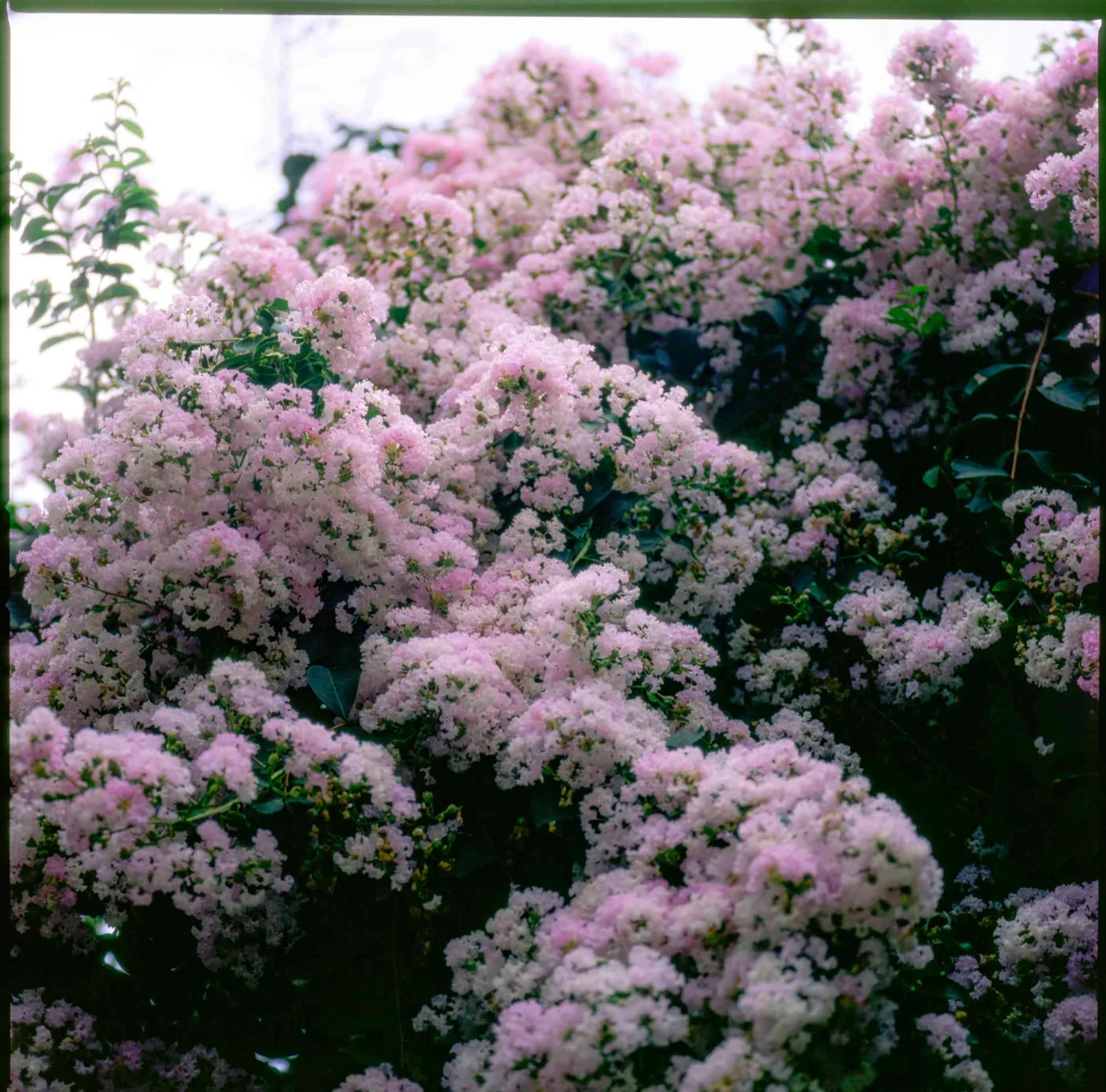 Pink crepe myrtle flowers blooming in summer.