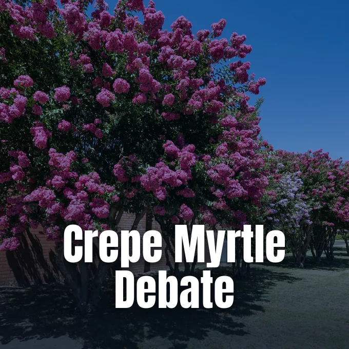 Blooming pink crepe myrtle trees planted in a row along an urban outdoor setting.