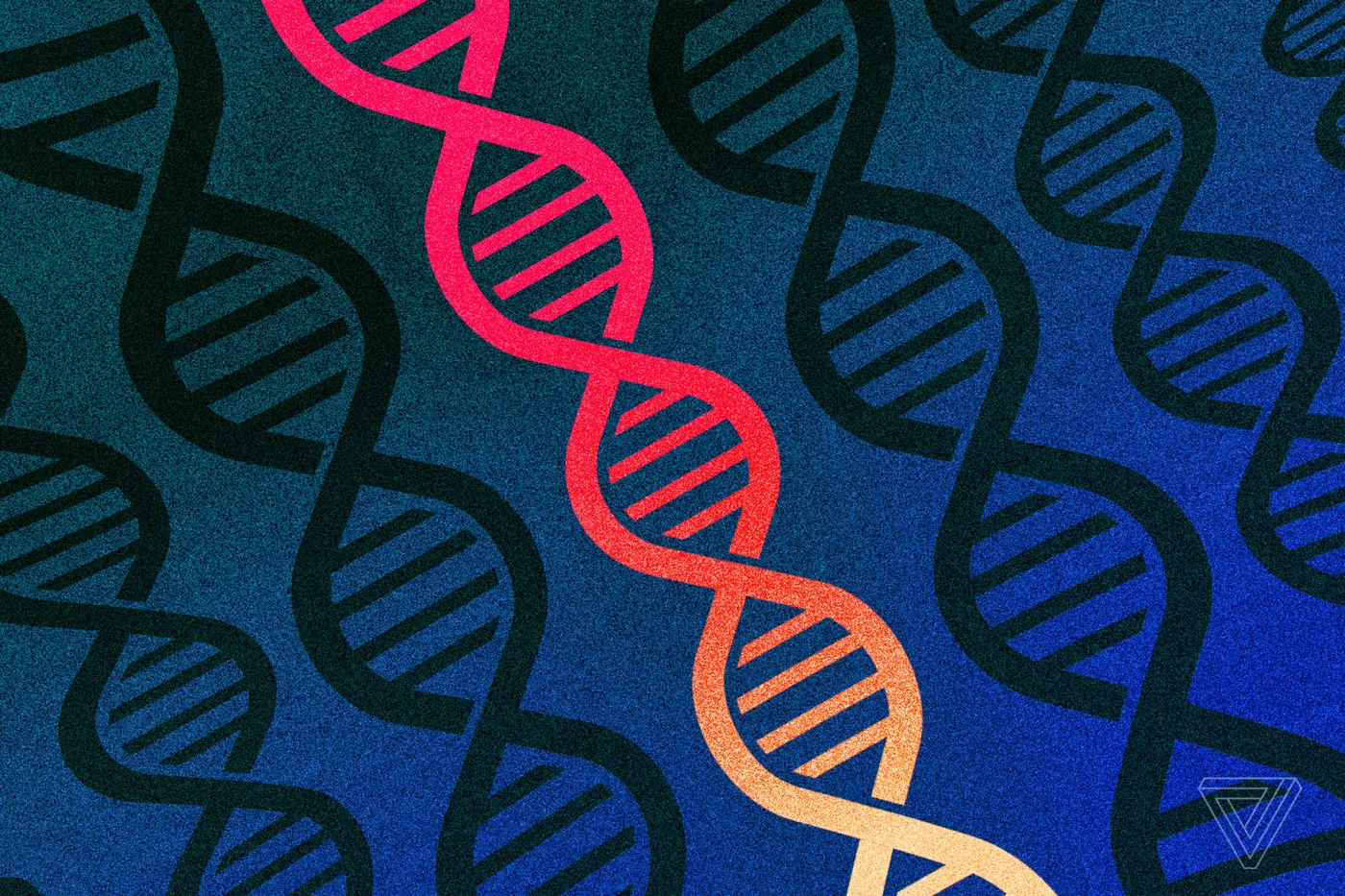 CRISPR Cas9: How Genetic Scissors Cut and Rewrite DNA — The Verge image