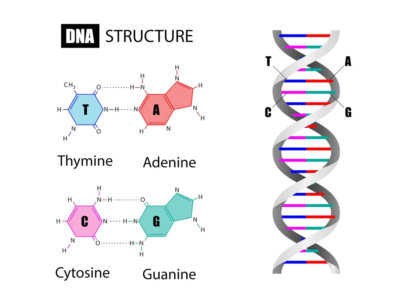 Diagram showing the double helix structure of DNA and chemical bases.