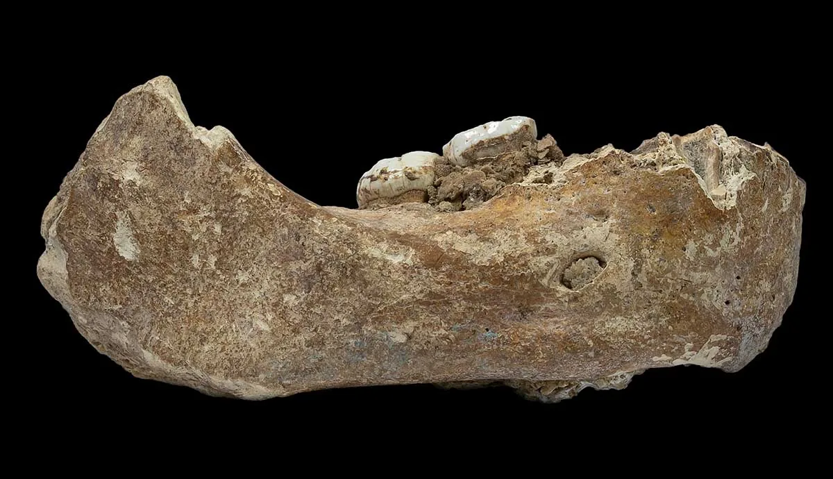 Xiahe mandible fossil showing two molars on dark background