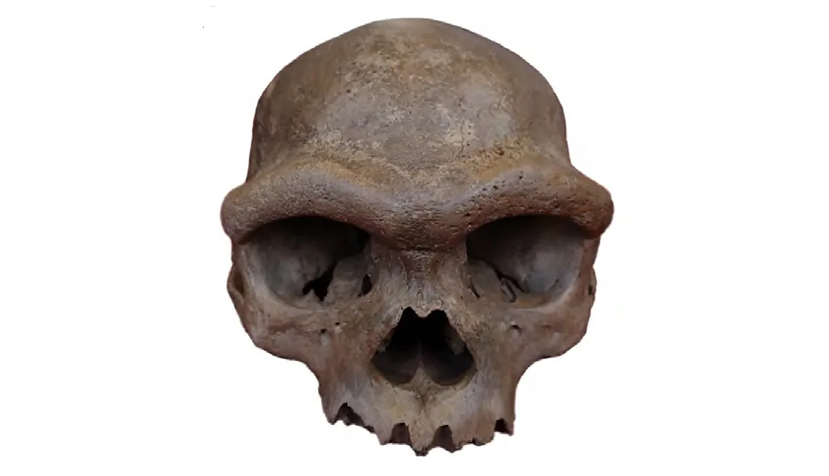 Ancient human Harbin cranium showing heavy brow ridge on white background