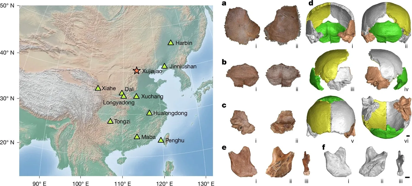 Map of fossil discovery sites and virtual reconstructions of hominin skulls