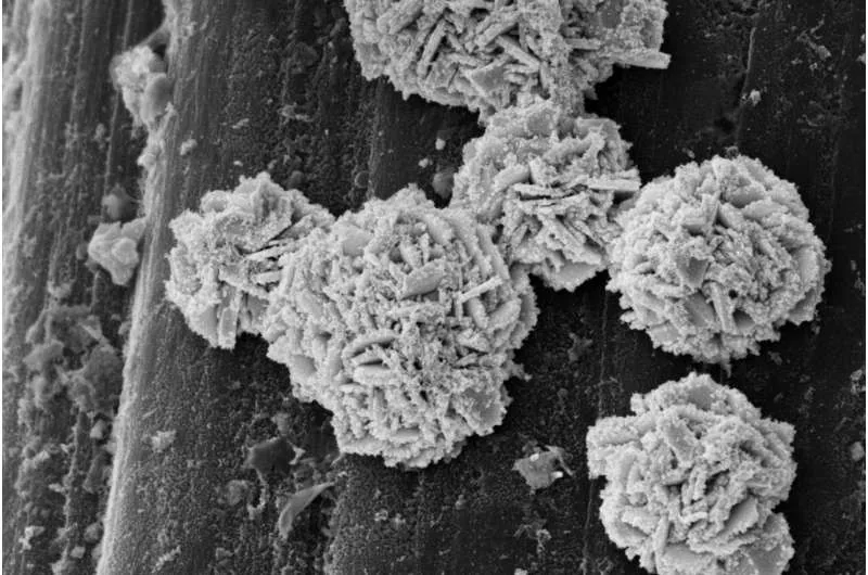 Microscopic spherical gold platelets dusted with platinum particles forming the electrocatalytic implant core.