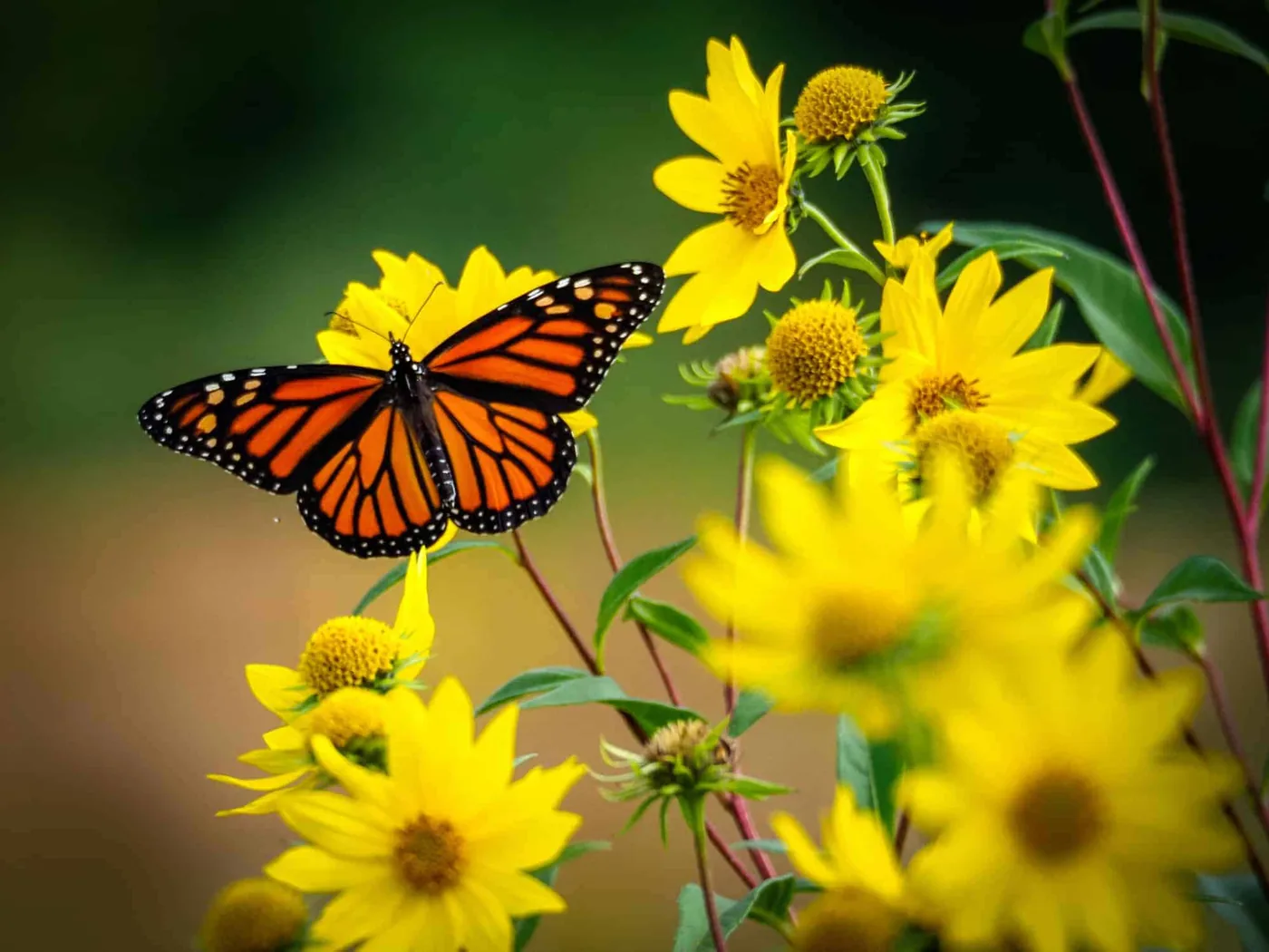 A monarch butterfly resting on a flower before migrating south.