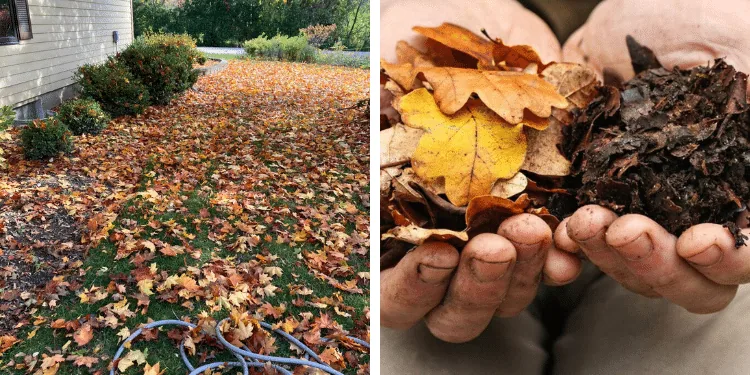 Autumn leaf layer blanketing garden soil to act as natural mulch.