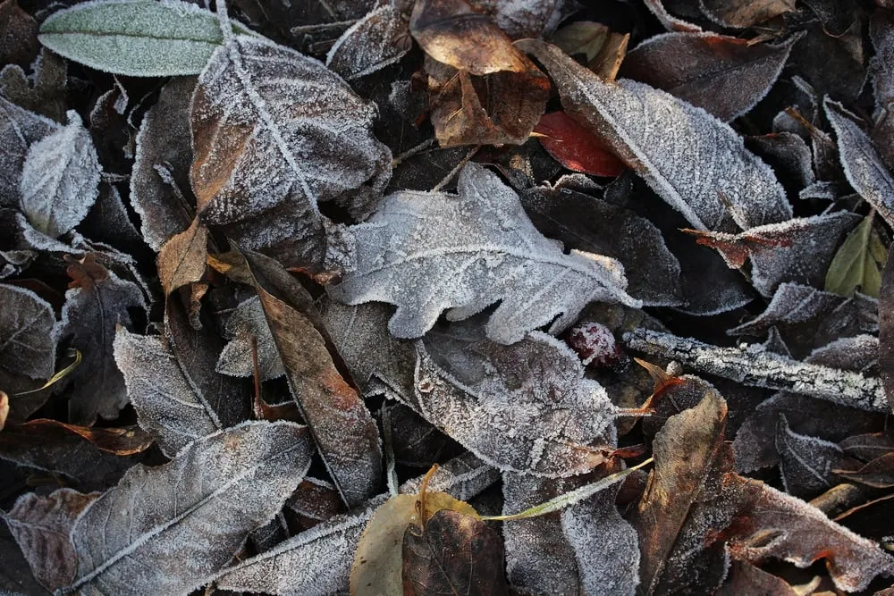Frozen leaves on autumn ground where larvae produce natural antifreeze.