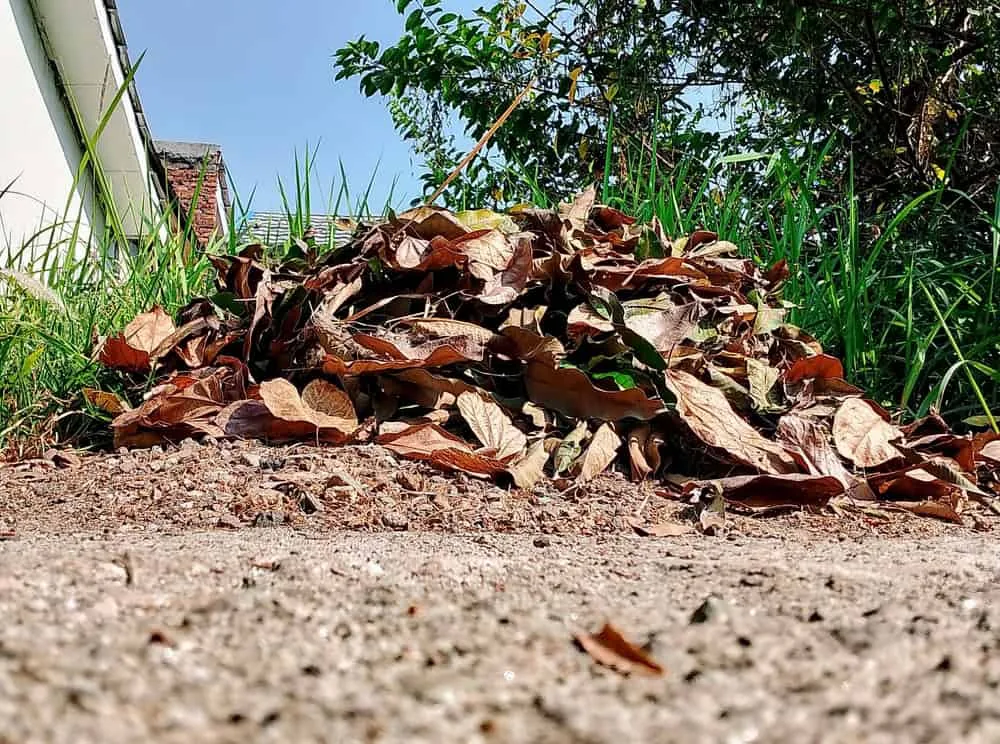 Leaf litter and fallen leaves collected in garden soil where insects find winter shelter.
