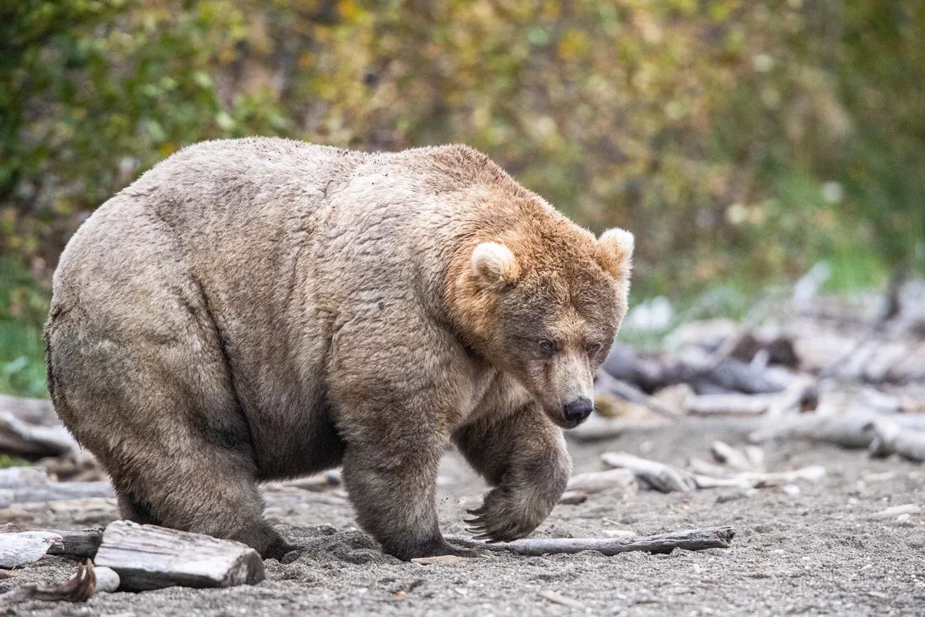 Bear 435 Holly, former champion and mother of Bear 89 Backpack in Katmai National Park.