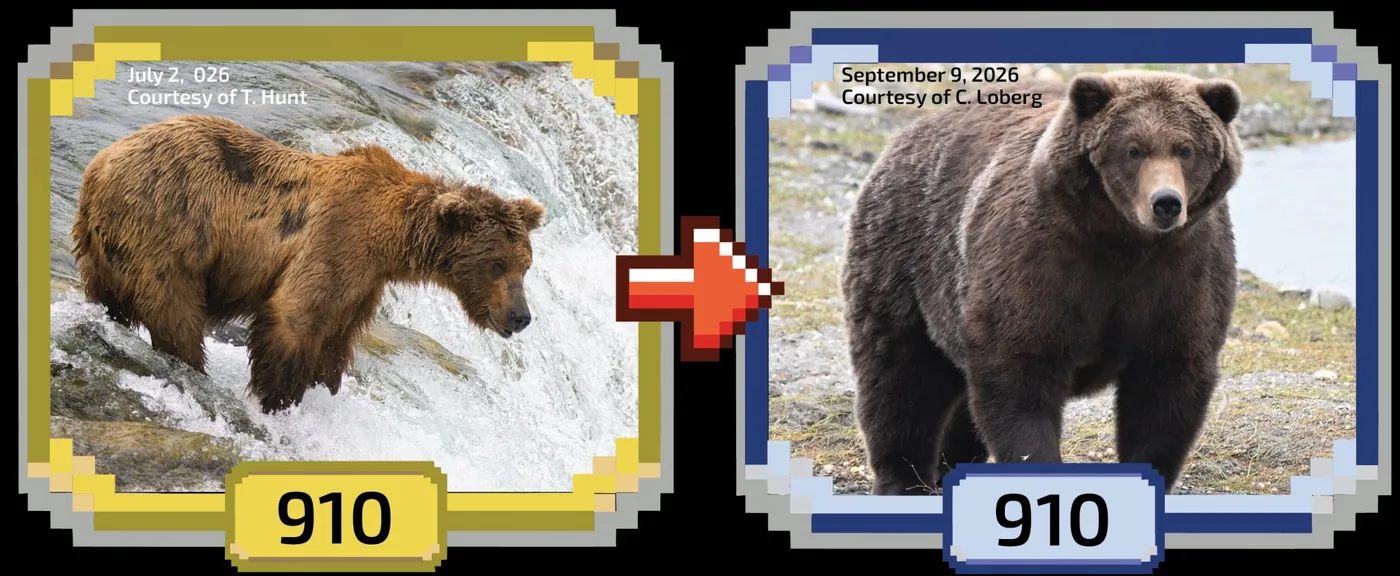 Before and after comparison of female brown bear 910 during Fat Bear Week.