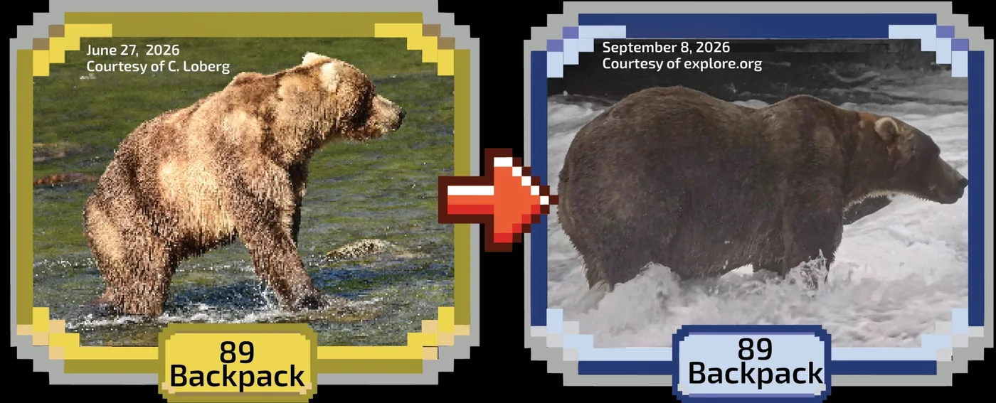 Side-by-side comparison of Bear 89 Backpack showing body mass growth during Fat Bear Week.