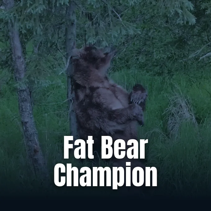 Bear 89 Backpack wades through Brooks River during the annual Fat Bear Week tournament.