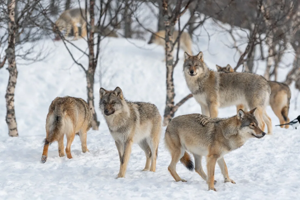 Wolf pack moving through boreal habitat near northern communities