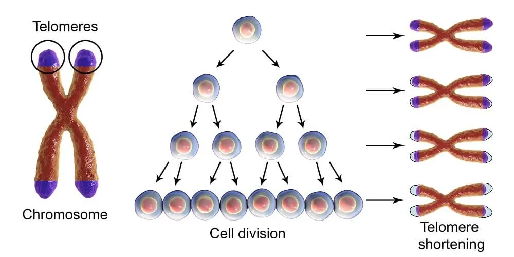 Illustration of chromosome telomeres and shortening during division