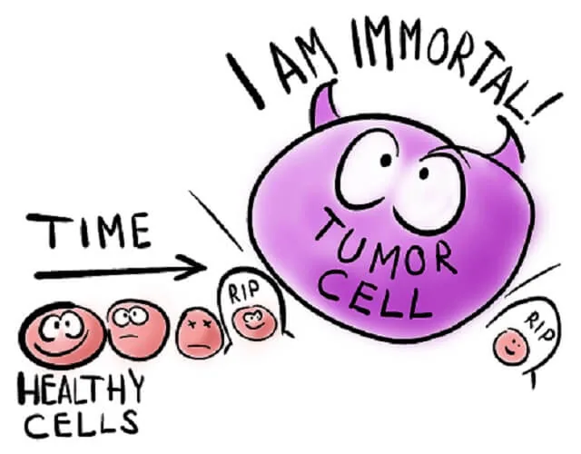 Diagram illustrating cell division cycles in immortal cancer cells