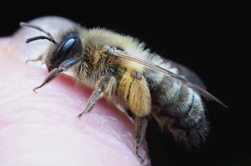 Close-up photograph of a honey bee on a plant stem.