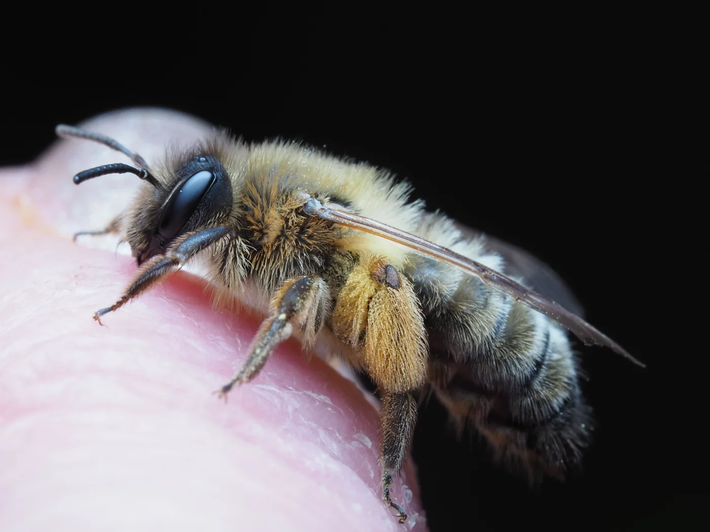 A honey bee stinger specimen under a microscope showing the venom apparatus.