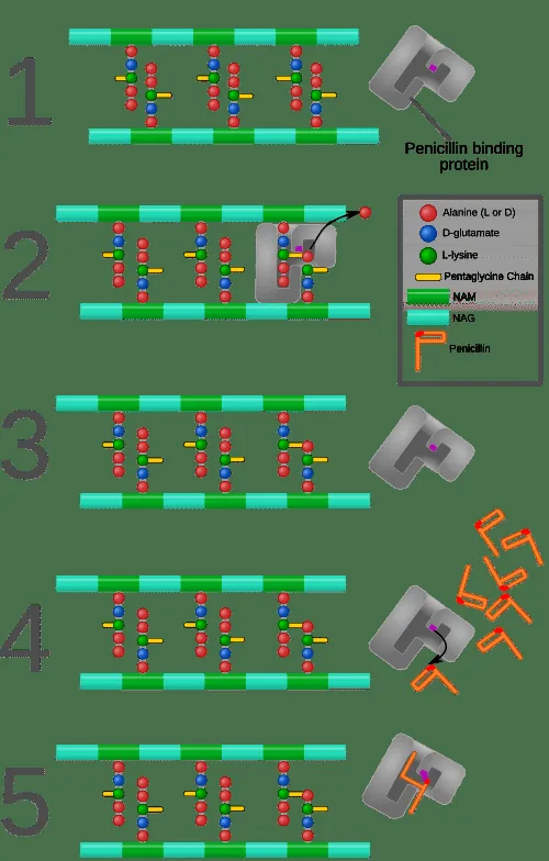 Diagram showing how penicillin works by inhibiting transpeptidase enzymes during cell wall assembly
